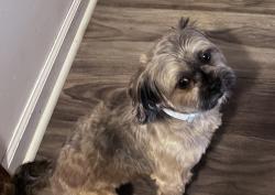 Lost Male Dog last seen East Washington street, South German Church, Cedar Springs , Indianapolis, IN 46229