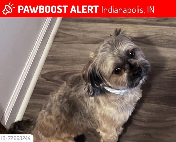 Lost Male Dog last seen East Washington street, South German Church, Cedar Springs , Indianapolis, IN 46229
