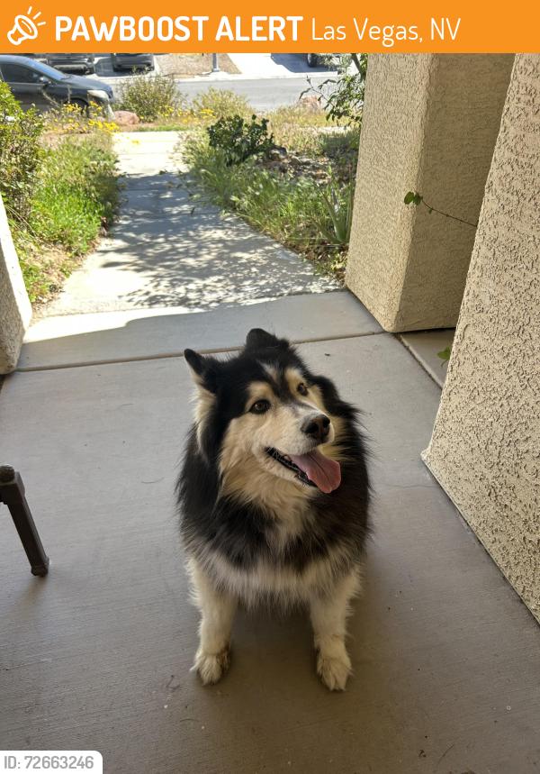 Found/Stray Unknown Dog last seen Alto and z, Las Vegas, NV 89156