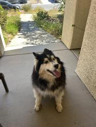 Found/Stray Unknown Dog last seen Alto and z, Las Vegas, NV 89156