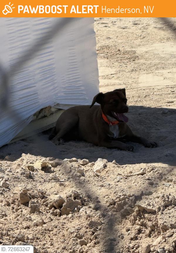 Found/Stray Unknown Dog last seen Whitney Mesa Hiking trail , Henderson, NV 89014