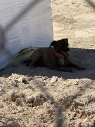 Found/Stray Unknown Dog last seen Whitney Mesa Hiking trail , Henderson, NV 89014