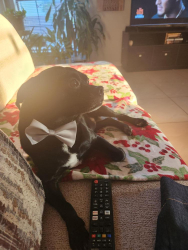 Lost Male Dog last seen Arkansas, Sherry, 360 area, Arlington, TX 76014