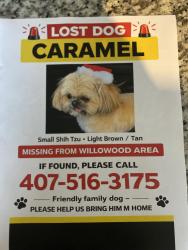Lost Male Dog last seen Bramblewood Dr willow wood , Orlando, FL 32818