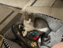 Lost Male Cat last seen Lake drive and elm street , Lino Lakes, MN 55014