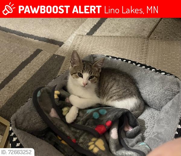Lost Male Cat last seen Lake drive and elm street , Lino Lakes, MN 55014