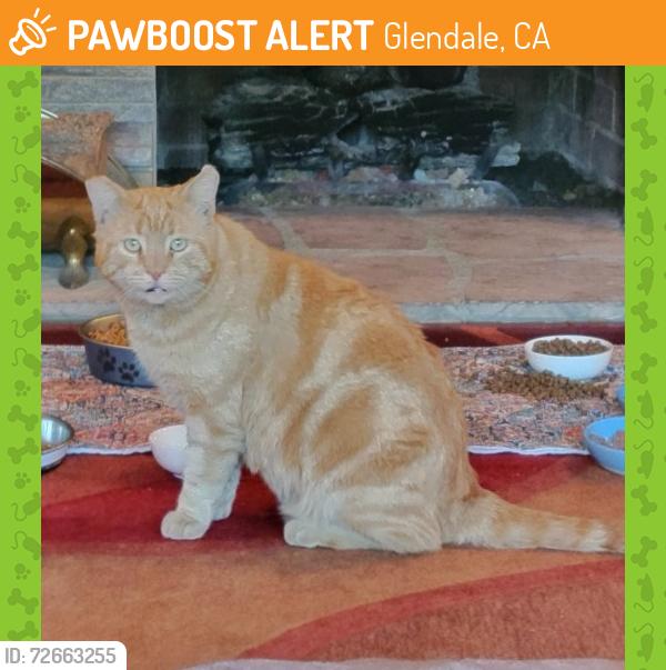 Found/Stray Male Cat last seen Randall and Riverside Drive, Glendale, CA 91205