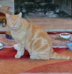Found/Stray Male Cat last seen Randall and Riverside Drive, Glendale, CA 91205