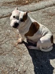 Lost Female Dog last seen Windgate, Berkeley County, SC 29486