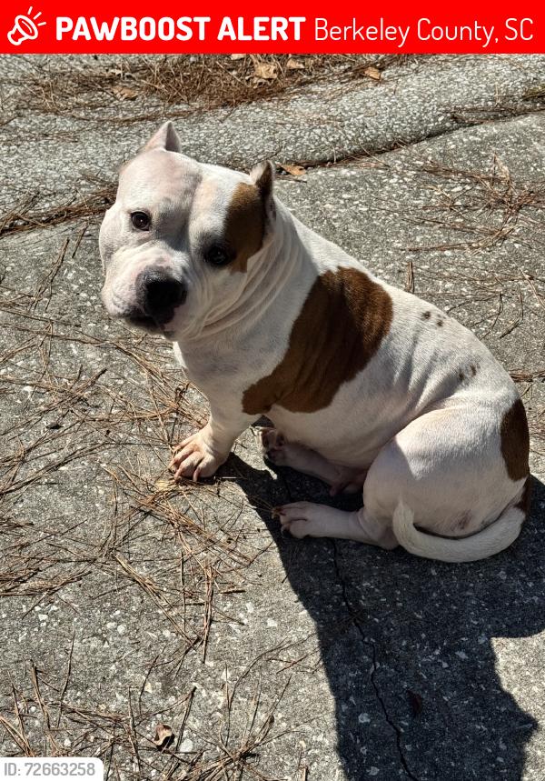 Lost Female Dog last seen Windgate, Berkeley County, SC 29486