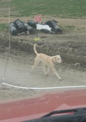 Found/Stray Unknown Dog last seen Route 44, Waynesburg, OH 44688