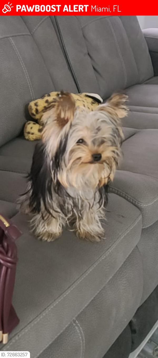 Lost Male Dog last seen Near ave, Miami, FL 33145