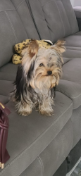Lost Male Dog last seen Near ave, Miami, FL 33145