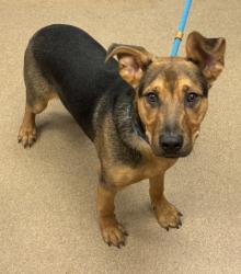 Shelter Stray Male Dog last seen Near Claridge Cir Stonecrest, GA 30038, 30038, GA, Atlanta, GA 30341