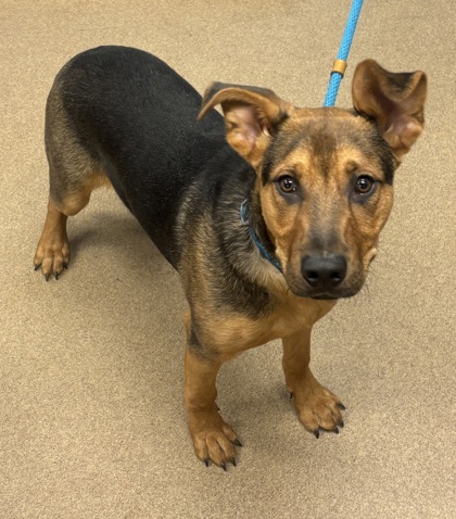 Shelter Stray Male Dog last seen Near Claridge Cir Stonecrest, GA 30038, 30038, GA, Atlanta, GA 30341