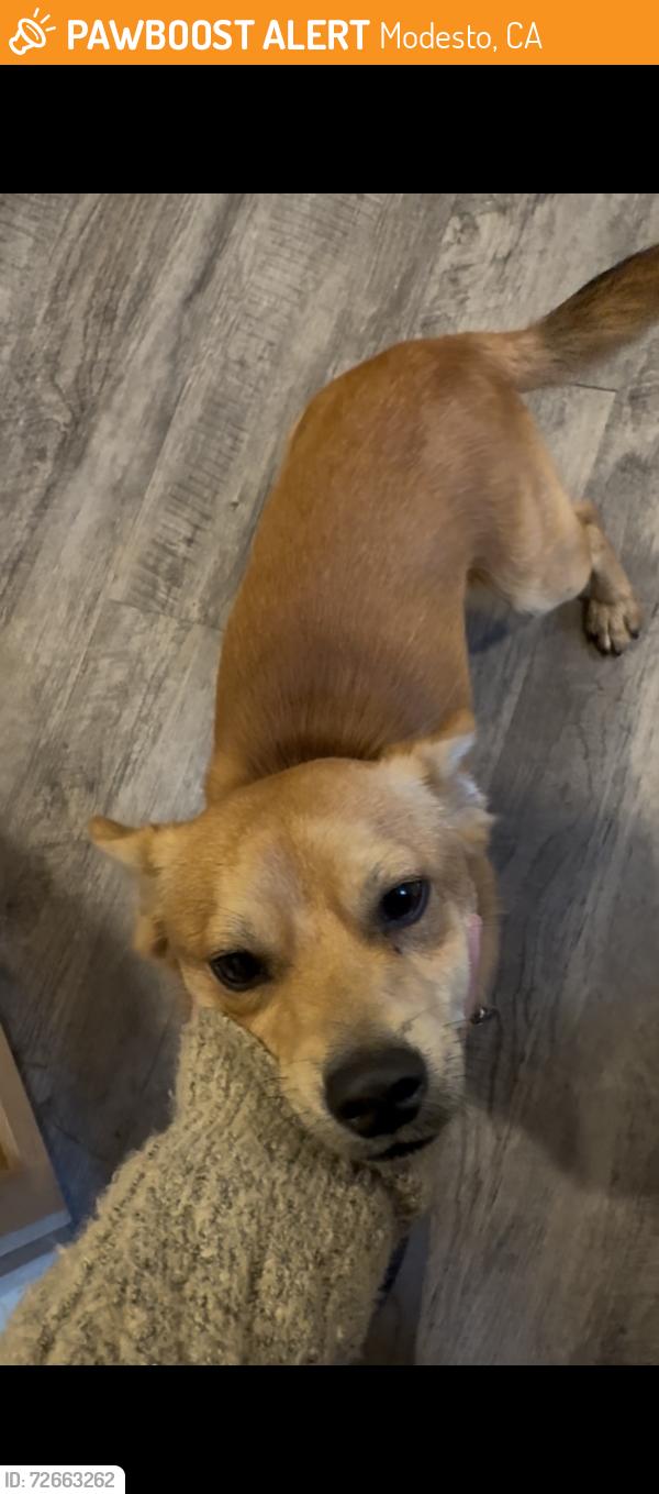 Found/Stray Male Dog last seen Sutter Ave and rouse Ave , Modesto, CA 95351
