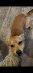 Found/Stray Male Dog last seen Sutter Ave and rouse Ave , Modesto, CA 95351