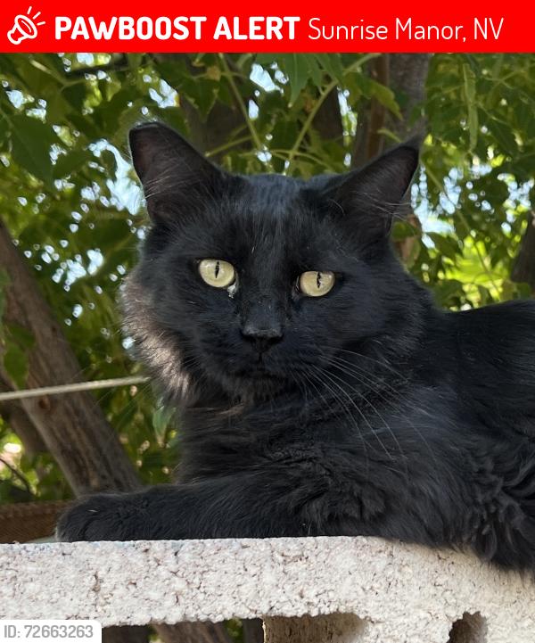 Lost Female Cat last seen Near blocks of White Cap St & Blue Sea St, Sunrise Manor, NV 89110