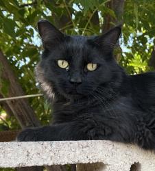 Lost Female Cat last seen Near blocks of White Cap St & Blue Sea St, Sunrise Manor, NV 89110