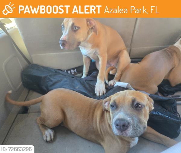 Found/Stray Female Dog last seen Colonial & Forsyth, Azalea Park, FL 32807