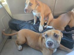 Found/Stray Female Dog last seen Colonial & Forsyth, Azalea Park, FL 32807