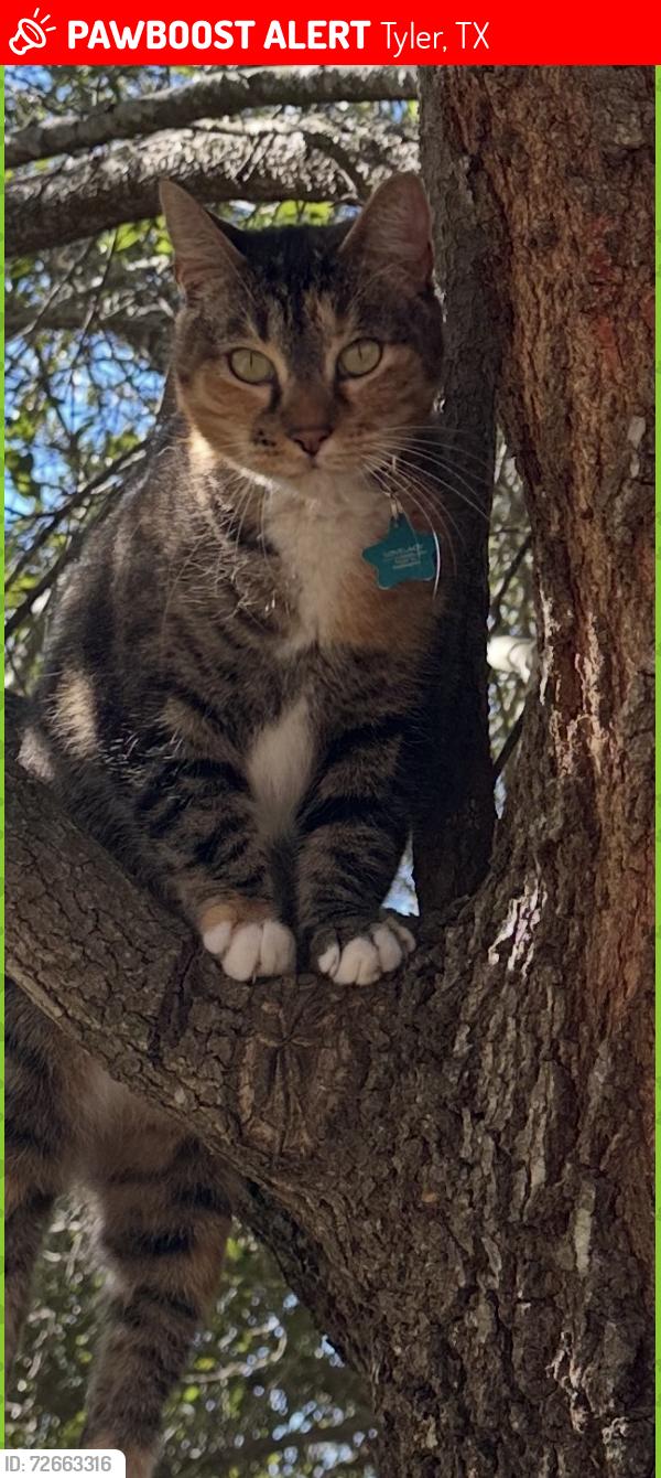 Lost Female Cat last seen Cherokee trail, Tyler, TX 75703