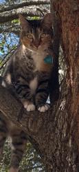 Lost Female Cat last seen Cherokee trail, Tyler, TX 75703