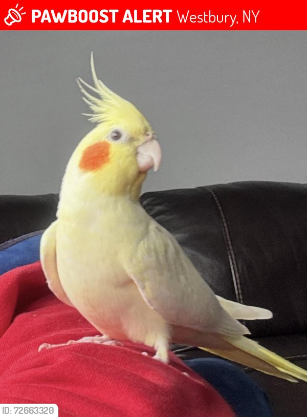 Lost Male Bird last seen Brush Hollow Road & Jericho Turnpike, Westbury, NY 11590