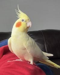 Lost Male Bird last seen Brush Hollow Road & Jericho Turnpike, Westbury, NY 11590