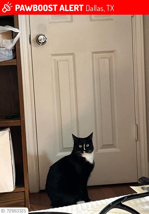 Lost Female Cat last seen Arapaho and montfort, Dallas, TX 75248