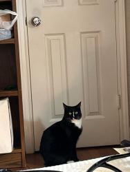 Lost Female Cat last seen Arapaho and montfort, Dallas, TX 75248