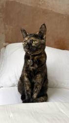 Lost Female Cat last seen De Beauvoir, Greater London, England N1 4HG