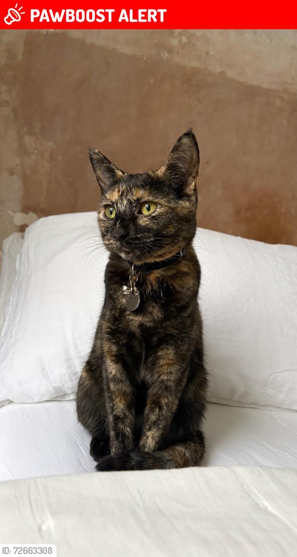 Lost Female Cat last seen De Beauvoir, Greater London, England N1 4HG