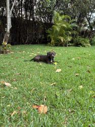 Found/Stray Male Dog last seen 125th St, North Miami, FL 33161