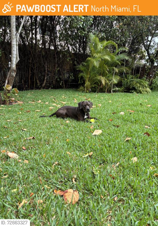 Found/Stray Male Dog last seen 125th St, North Miami, FL 33161