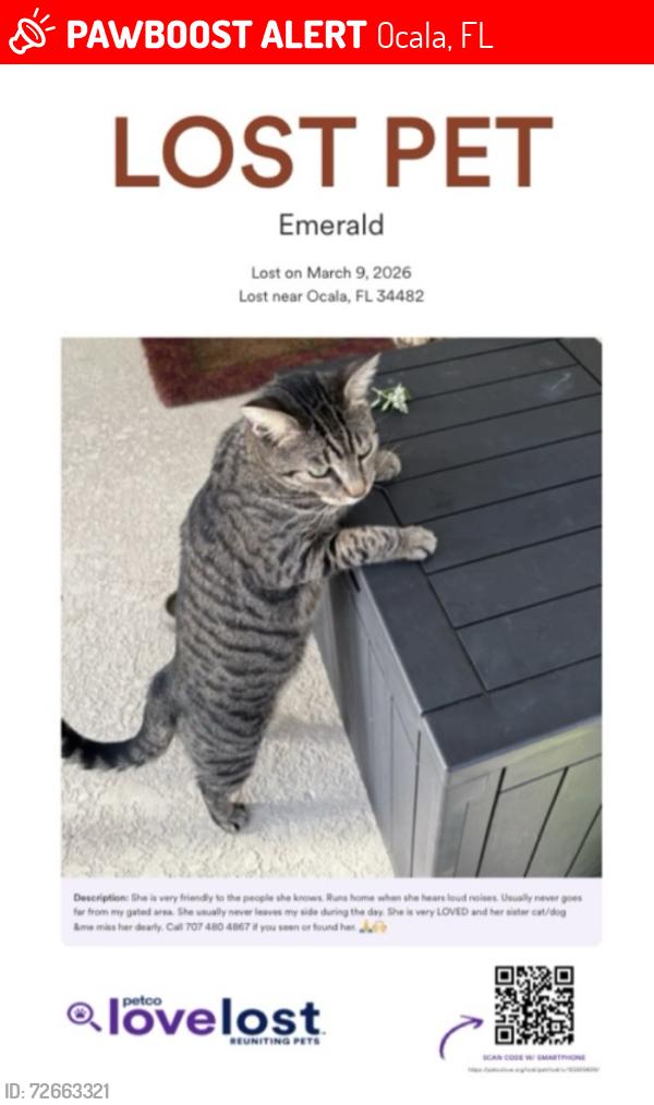 Lost Female Cat last seen Near rd terrace and NW 14th rd Ocala Fl. 34482, Ocala, FL 34482