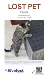 Lost Female Cat last seen Near rd terrace and NW 14th rd Ocala Fl. 34482, Ocala, FL 34482