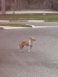 Found/Stray Female Dog last seen Around the trash cans at the metric building , Lakeland, FL 33811