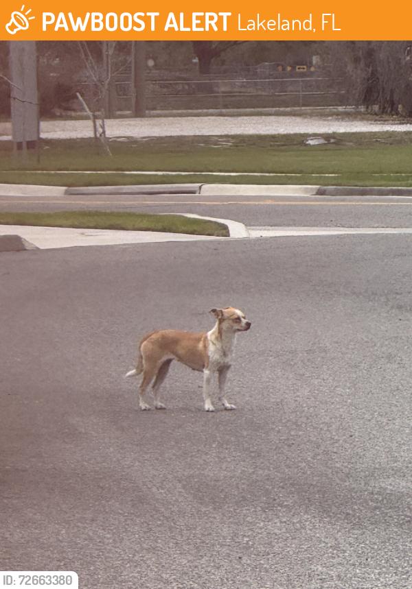 Found/Stray Female Dog last seen Around the trash cans at the metric building , Lakeland, FL 33811