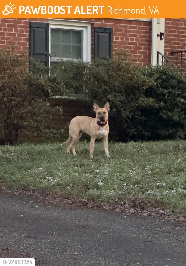 Found/Stray Unknown Dog last seen Century and Broadmoor , Richmond, VA 23229