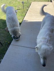 Found/Stray Male Dog last seen Marion Road & Armstrong Road, Ellis County, TX 76084