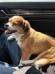 Found/Stray Male Dog last seen Boyd’s Bridge Pike , Knoxville, TN 37914