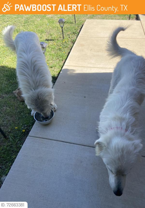Found/Stray Male Dog last seen Marion Road & Armstrong Road, Ellis County, TX 76084