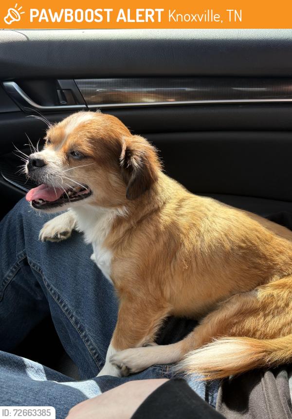Found/Stray Male Dog last seen Boyd’s Bridge Pike , Knoxville, TN 37914