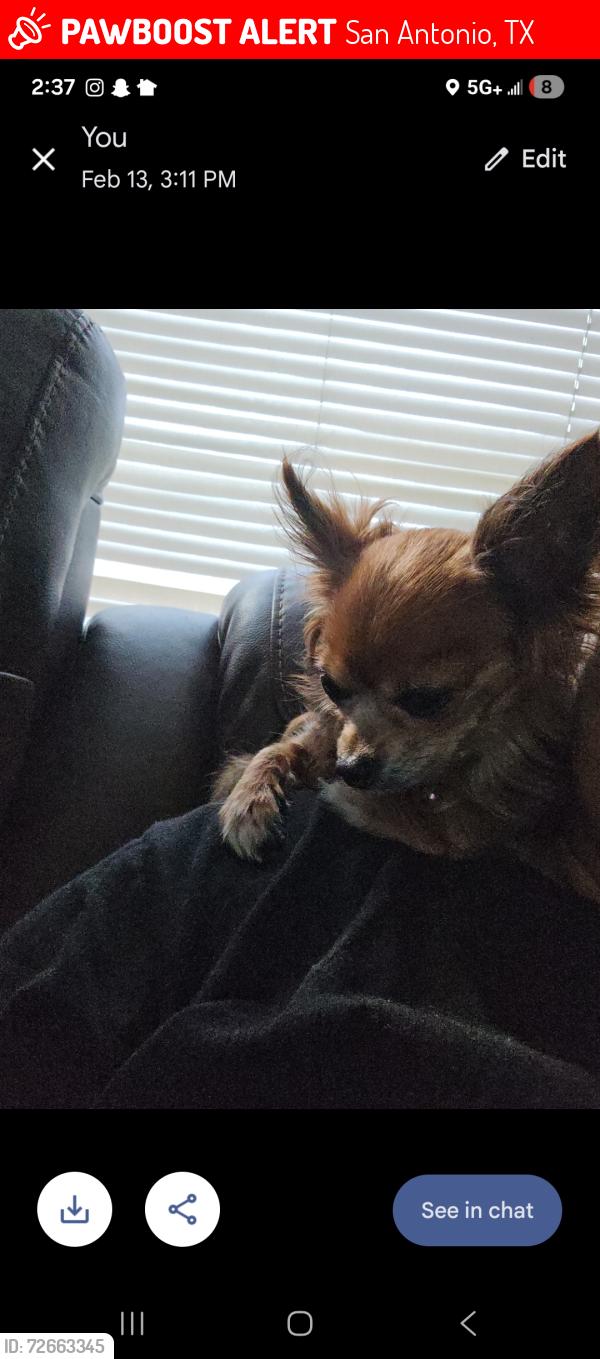 Lost Female Dog last seen Adams hill s Ellison and marbach rd , San Antonio, TX 78245