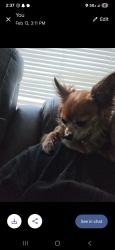 Lost Female Dog last seen Adams hill s Ellison and marbach rd , San Antonio, TX 78245