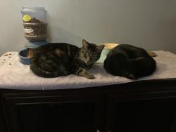 Lost Female Cat last seen 31st & Hillside, Wichita, KS 67210