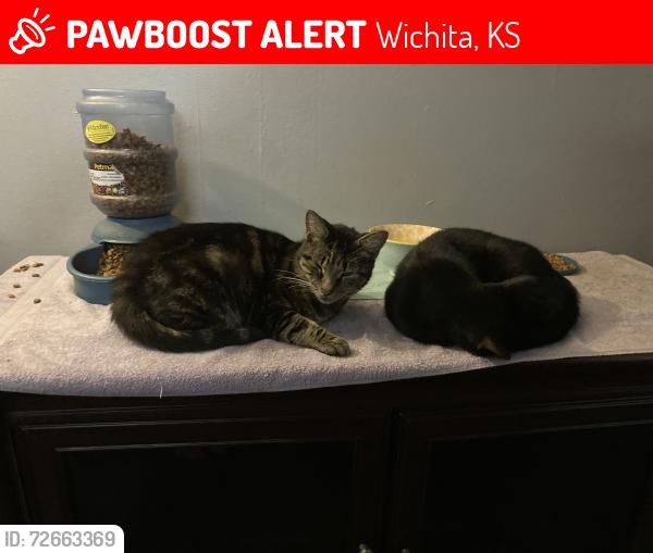 Lost Female Cat last seen 31st & Hillside, Wichita, KS 67210