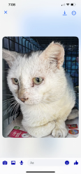 Lost Male Cat last seen Osborne and Webster , Tampa, FL 33610