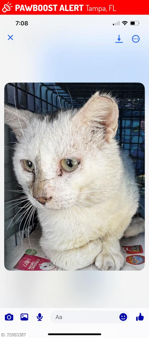 Lost Male Cat last seen Osborne and Webster , Tampa, FL 33610